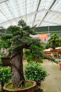 ​观赏植物的果实能吃吗