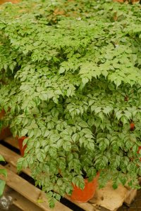 ​大型幸福树什么时候适合换盆，适合放在室外吗