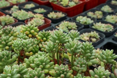 ​虹之玉怎么养可以红的漂亮