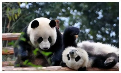 ​食铁兽复原图揭秘 食铁兽是什么动物为什么会吃铁