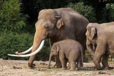 ​大象始祖像兔子一样大，还进化出了蹄兔和海牛，这都是怎么进化的