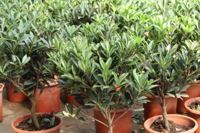 ​山茶花怎么养，山茶花的花语