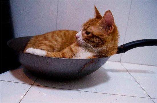 广东人说，猫肉这样做细嫩甜口堪比兔肉，喵喵这么可爱怎么能吃它