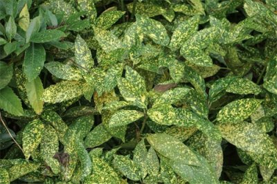 ​新买的洒金榕怎么养