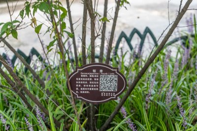 ​郁李的养殖方法和注意事项