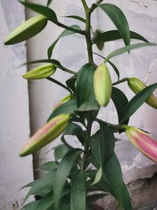 ​百合花的矮化方法