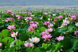 抚州特色小吃-广昌白莲