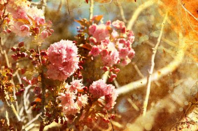 ​樱花怎么施肥