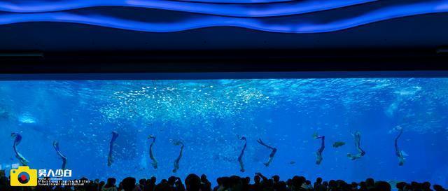 除了首家虎鲸科普秀，上海这家新开的海洋公园还有什么好玩的