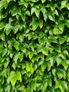 ​爬山虎是什么植物，叶子有什么特点