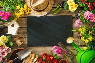 ​丝兰的花语和传说