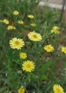 ​浅夏，遇见清热解毒的野花—中华小苦荬