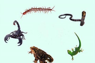 ​端午节习俗之一避五毒，你知道是哪五毒吗？