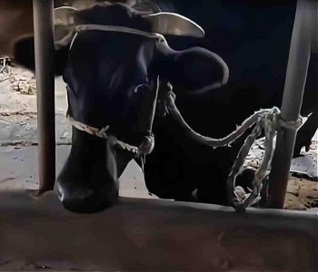 ​安徽老牛被卖时跪地不起，主人当场反悔，动物们真的具有情感吗？