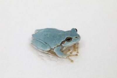 ​生物多样性观察｜首次发现蓝色日本雨蛙？学者：非首次，较少见