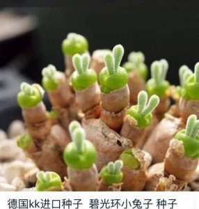 ​网友：我家的兔子多肉放飞自我后，感觉不会再爱了