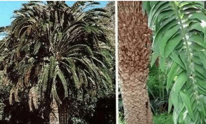 这棵树全球只剩一棵, 而且是雄性, 科学家一直努力为其培育女友!