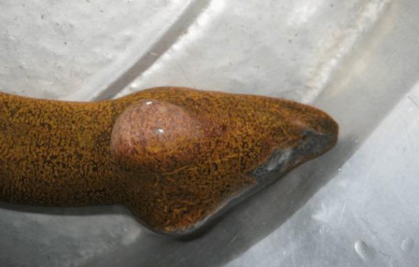 夜晚在河边抓到一条大鱼,仔细看,老辈人告诉我赶快放生