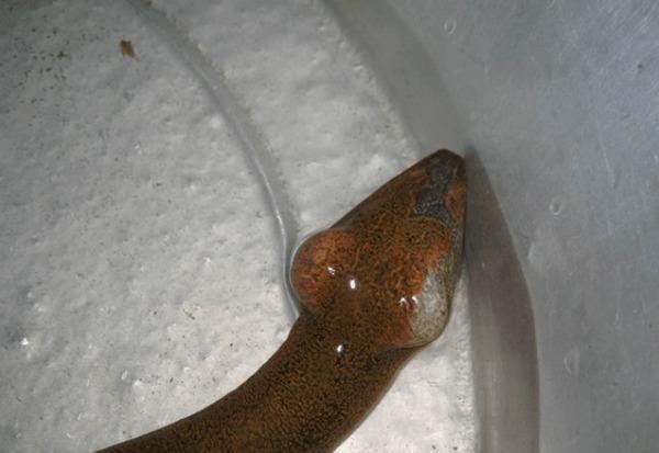 夜晚在河边抓到一条大鱼,仔细看,老辈人告诉我赶快放生