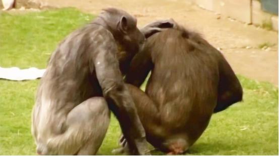 雄猩猩给雌猩猩按摩，没按几下就开始动手动脚，镜头拍下全过程