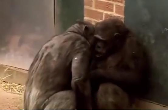 雄猩猩给雌猩猩按摩，没按几下就开始动手动脚，镜头拍下全过程