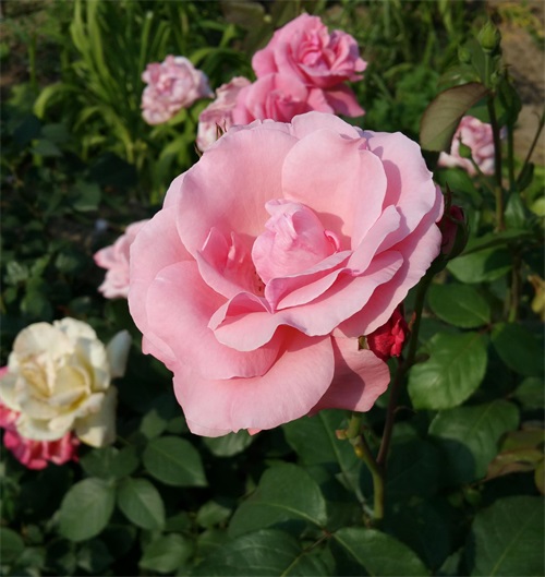 朱砂痣是什么意思:朱砂痣是什么意思