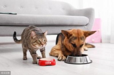 ​折耳猫基因的蓝白发病几率