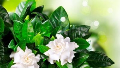 ​如何提高卤素大灯亮度不改灯怎么让卤素灯更亮