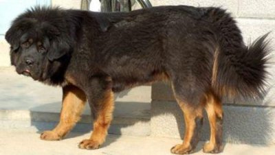 ​东北猎犬批发市场东北宠物狗批发市场