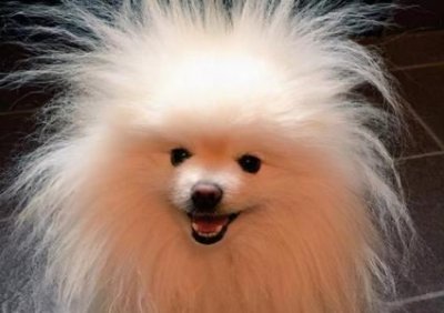 ​杜高犬家庭能养吗？杜高犬好养活吗？