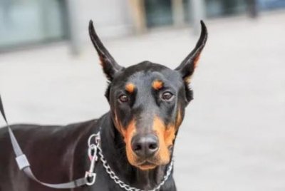 ​养一头金毛需要花费多少，养一只金毛得多少钱