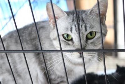 ​狗狗不听话罚站孩子不听话罚站有用吗？