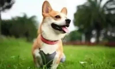 ​来宝哈士奇，来宝哈士奇布洛克