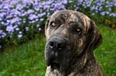 ​猫属什么科，猫属于什么科