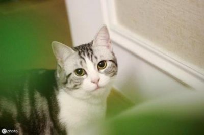 ​杜比亚蟑螂对人有害吗？？杜比亚蟑螂对人有害吗？