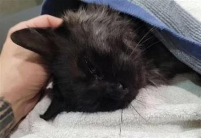 ​拉布拉多犬皮实好养吗？拉布拉多犬皮实好养吗？