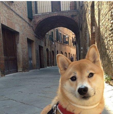 13张秋田犬表情包，看着笑cry！