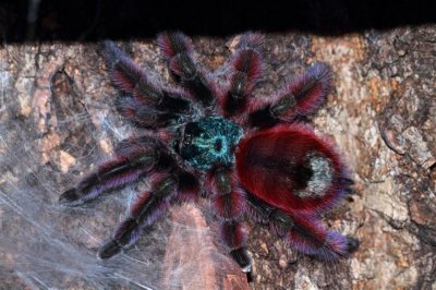 ​油彩粉红趾最热门的宠物捕鸟蛛之一