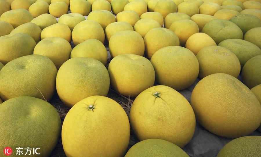 日本熊本县特产晚白柚丰收 重2公斤直径20厘米