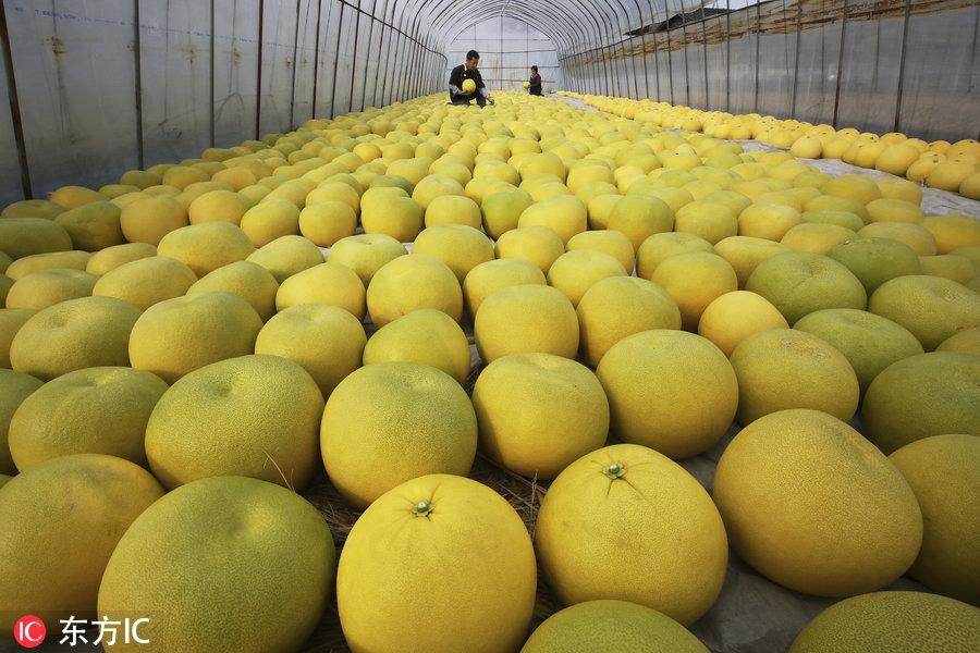 日本熊本县特产晚白柚丰收 重2公斤直径20厘米