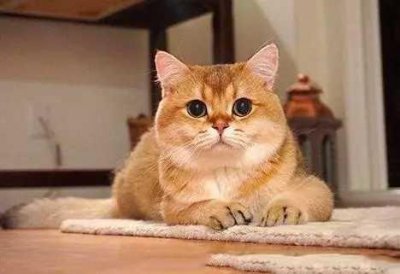 ​金渐层比银渐层贵的原因？4点告诉你“真相”