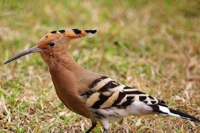 ​我们最常见（鸟类）图谱