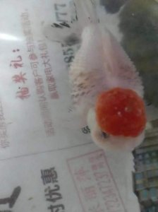 ​观赏鱼立鳞病是怎么回事，该如何治疗？