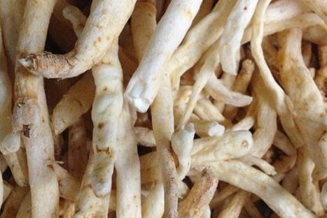 沙参不能和什么一起吃 相克食物