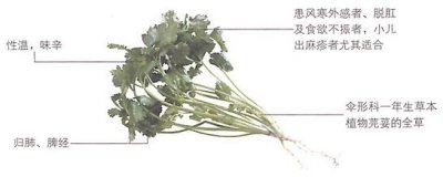 ​香菜怎么吃功效最好?醒脾壮阳
