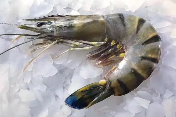 黑虎虾是淡水虾还是海水虾 黑虎虾是养殖的还是野生的 黑虎虾是淡水虾还是海水虾 黑虎虾是养殖的还是野生的