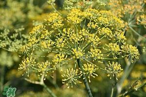 小茴香可以泡水喝吗?小茴香泡水喝的功效