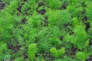 小茴香可以泡水喝吗?小茴香泡水喝的功效