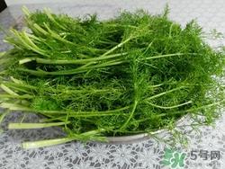 茴香可以生吃吗?茴香生吃有毒吗