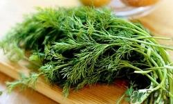 茴香可以生吃吗?茴香生吃有毒吗